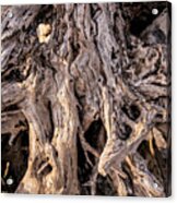 Driftwood Close-up Acrylic Print