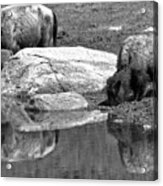 Drinking By The Rock Black And White Acrylic Print