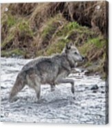 Druid Wolf 21m In Soda Butte Creek Acrylic Print