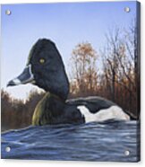 Ring-necked Duck #1 Acrylic Print