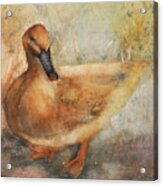 Duck Acrylic Print