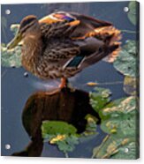 Duck Or Decoy Acrylic Print