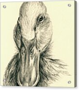 Duck Portrait In Charcoal Acrylic Print