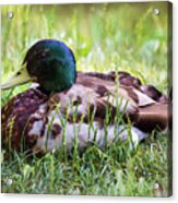 Duck Portrait Acrylic Print