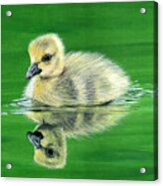 Duckling Acrylic Print