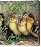 Ducklings Acrylic Print