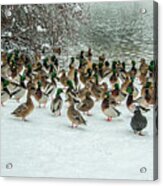 Ducks Pond In Winter Acrylic Print