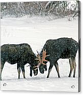 Dueling Moose Acrylic Print