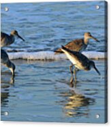 Dunking Willets Acrylic Print