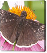 Duskywing Butterfly On Coneflower Acrylic Print