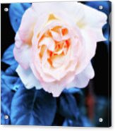 Dusty Rose In Blue Acrylic Print