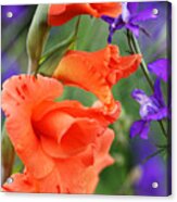 Dynamic Gladiolus Acrylic Print