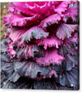 Dynasty Red Flowering Cabbage Acrylic Print