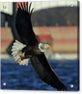 Eagle Flying Acrylic Print