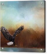 Eagle Hunting In The Marsh Acrylic Print