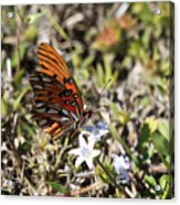 Eagle Lakes Park - Gulf Fritillary Passion Butterfly Acrylic Print