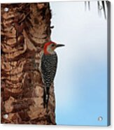 Eagle Lakes Park - Red-bellied Woodpecker Peering For Next Tree Acrylic Print