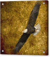 Eagle On Fire 2016 Acrylic Print