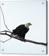 Eagle On The Tree Branch Acrylic Print