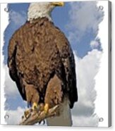 Eagle Perch Acrylic Print