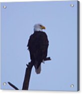 Eagle Perched On A Snag Acrylic Print