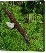 Eagle Series Flight Acrylic Print