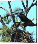 Eagle Series The Nest Acrylic Print