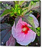 Early August Hibiscus 2 Acrylic Print
