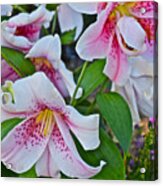 Early August Tumble Of Lilies Acrylic Print