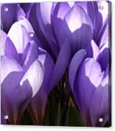 Early Crocus Acrylic Print