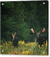 Early Morning Bull Moose With Cow Acrylic Print
