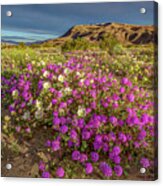 Early Morning Light Super Bloom Acrylic Print