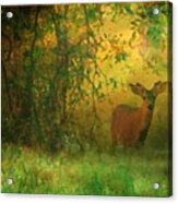Early Morning Visitor Acrylic Print