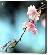 Early Spring Weeping Cherry Acrylic Print