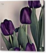 A Display Of Tulips Acrylic Print