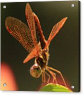 Eastern Amberwing Dragonfly Acrylic Print