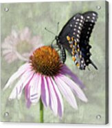 Eastern Black Swallowtail And Echinacea Acrylic Print