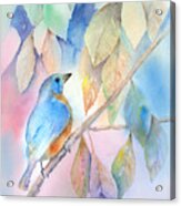 Eastern Bluebird Acrylic Print