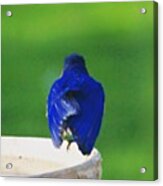 Eastern Bluebird. #birds #birding Acrylic Print