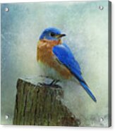 Eastern Bluebird Ii Acrylic Print