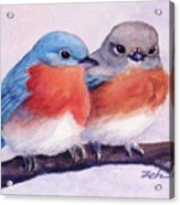 Eastern Bluebirds Acrylic Print