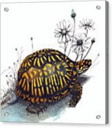Eastern Box Turtle Acrylic Print