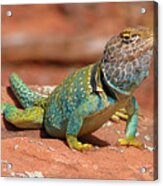 Eastern Collared Lizard Acrylic Print