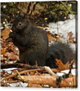 Eastern Gray Squirrel Black Morph Acrylic Print