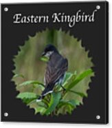 Eastern Kingbird Acrylic Print
