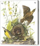 Eastern Meadowlark Acrylic Print