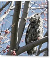 Eastern Screech Owl 3 Acrylic Print