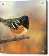 Eastern Spotted Towhee Acrylic Print