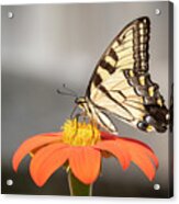 Eastern Tiger Swallowtail 2018-1 Acrylic Print