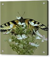 Eastern Tiger Swallowtail Butterfly Acrylic Print